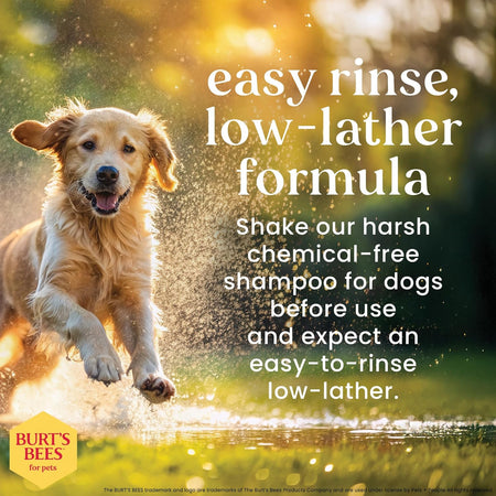 Burt'S Bees for Dogs Deodorizing Dog Shampoo and Dog Deodorizing Spray, Apple & Rosemary Dog Shampoo, Natural Dog Shampoo, Puppy Shampoo, Dog Bathing Supplies, Dog Wash, Pet Shampoo