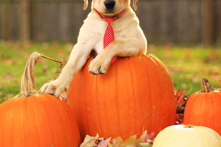 Dog Ties for Large Dogs, Pet Neck Tie, with Adjustable Collar, Bulk Bow Ties Bowties Necktie Grooming Accessories for Girl Boy Dog Valentines Holiday Birthday Wedding Cosplay Costumes