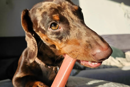 Classic Twin Pack Power Chew Flavored Durable Dog Chew Toy